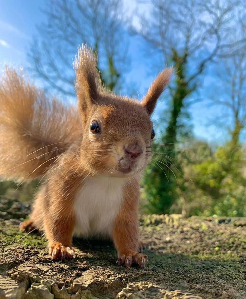 Red Squirrel Lodge Sandown Exteriör bild